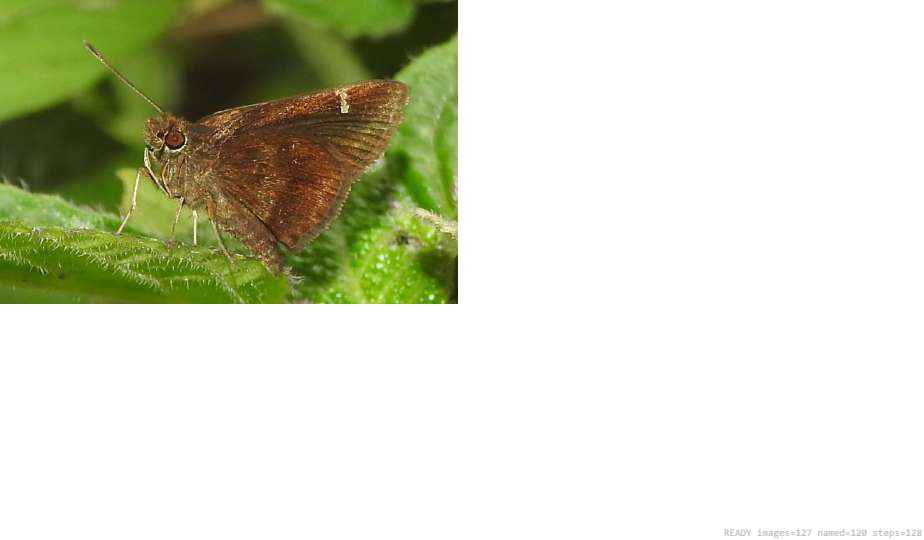 Wildlife recorded on campus during the biodiversity survey — The Dome Retreats, Madikeri, Western Ghats (survey photo 100)