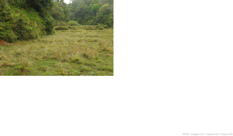 Wildlife recorded on campus during the biodiversity survey — The Dome Retreats, Madikeri, Western Ghats (survey photo 14)