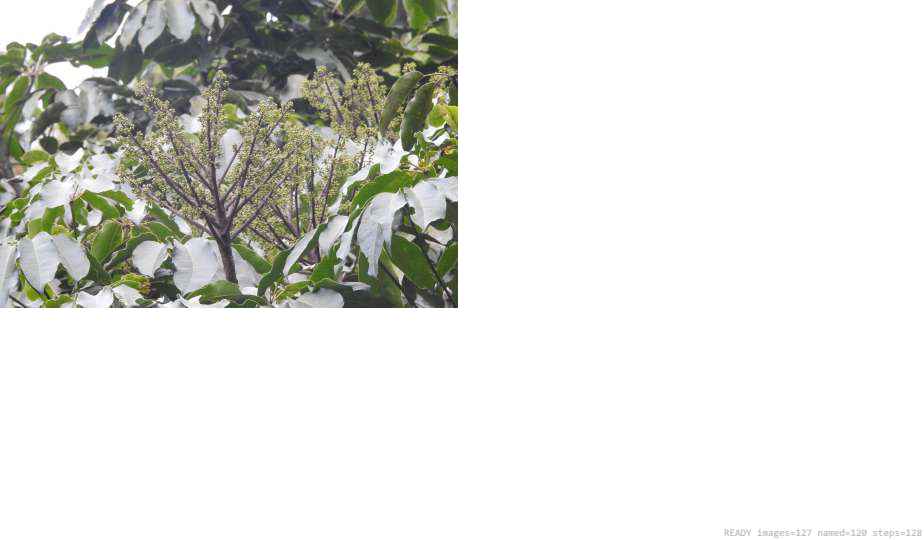 Wildlife recorded on campus during the biodiversity survey — The Dome Retreats, Madikeri, Western Ghats (survey photo 20)