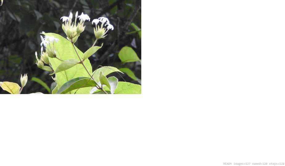 Wildlife recorded on campus during the biodiversity survey — The Dome Retreats, Madikeri, Western Ghats (survey photo 22)