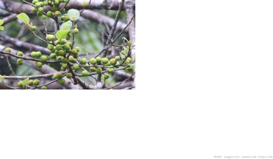 Wildlife recorded on campus during the biodiversity survey — The Dome Retreats, Madikeri, Western Ghats (survey photo 24)