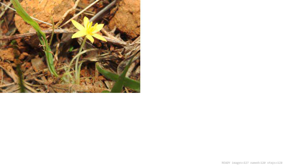 Wildlife recorded on campus during the biodiversity survey — The Dome Retreats, Madikeri, Western Ghats (survey photo 25)