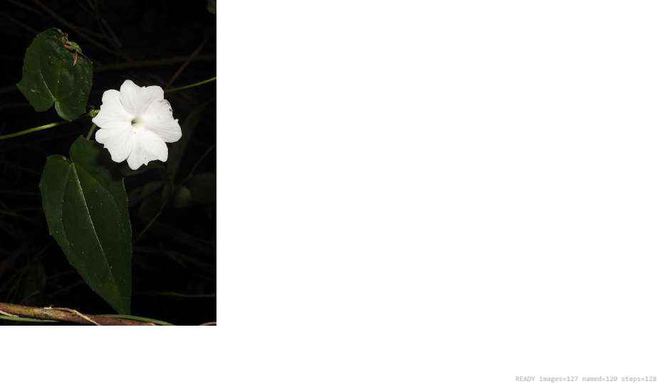 Wildlife recorded on campus during the biodiversity survey — The Dome Retreats, Madikeri, Western Ghats (survey photo 26)
