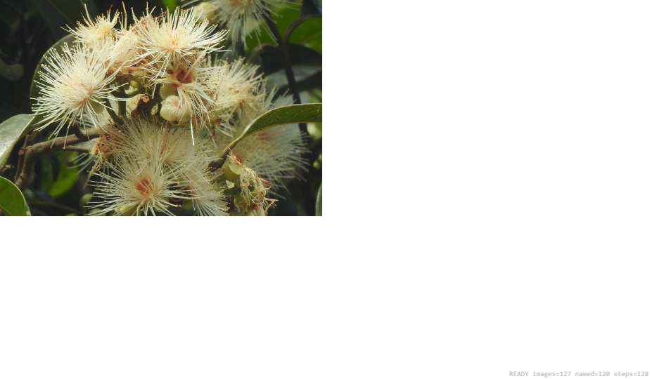 Wildlife recorded on campus during the biodiversity survey — The Dome Retreats, Madikeri, Western Ghats (survey photo 28)