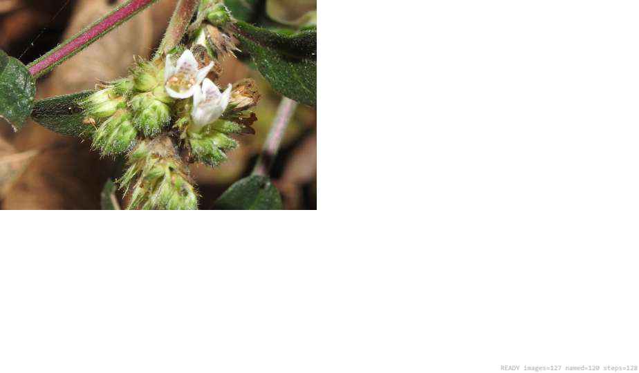 Wildlife recorded on campus during the biodiversity survey — The Dome Retreats, Madikeri, Western Ghats (survey photo 29)
