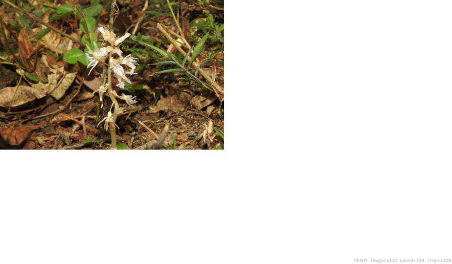 Wildlife recorded on campus during the biodiversity survey — The Dome Retreats, Madikeri, Western Ghats (survey photo 30)