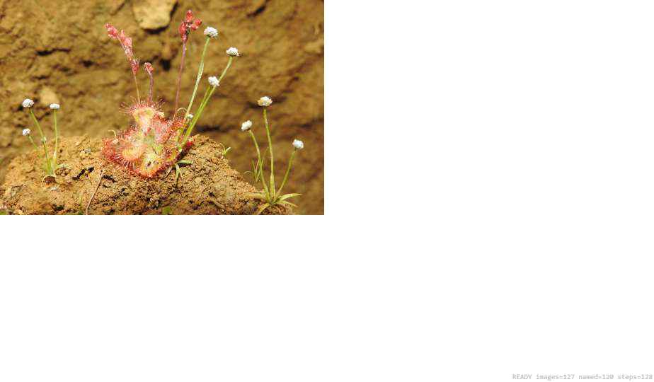 Wildlife recorded on campus during the biodiversity survey — The Dome Retreats, Madikeri, Western Ghats (survey photo 31)
