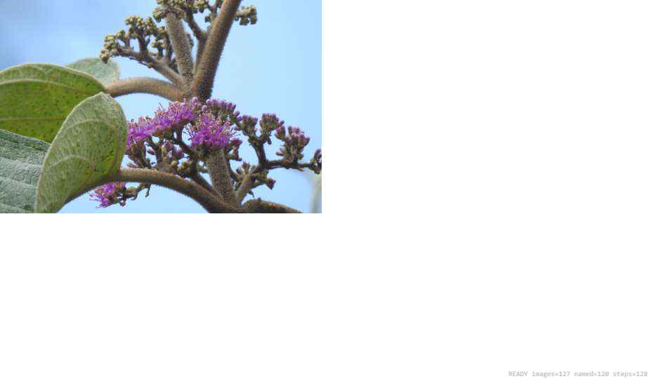Wildlife recorded on campus during the biodiversity survey — The Dome Retreats, Madikeri, Western Ghats (survey photo 32)