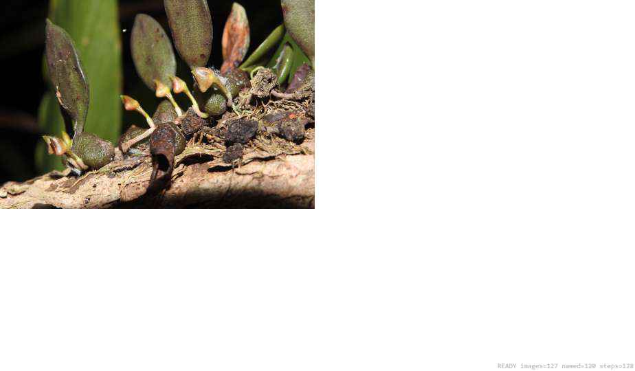 Wildlife recorded on campus during the biodiversity survey — The Dome Retreats, Madikeri, Western Ghats (survey photo 33)