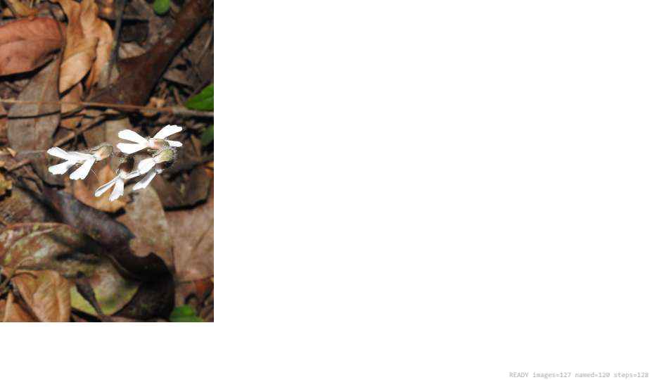 Wildlife recorded on campus during the biodiversity survey — The Dome Retreats, Madikeri, Western Ghats (survey photo 34)