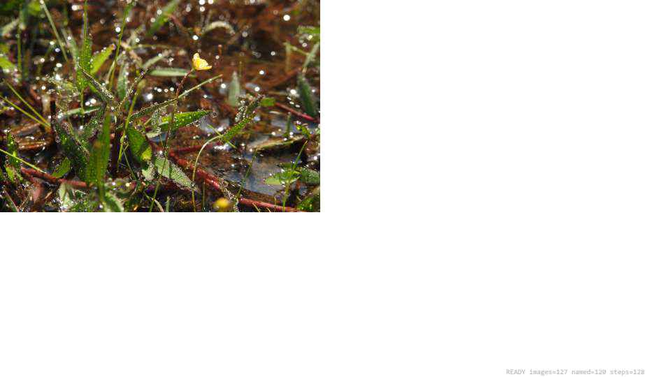 Wildlife recorded on campus during the biodiversity survey — The Dome Retreats, Madikeri, Western Ghats (survey photo 35)