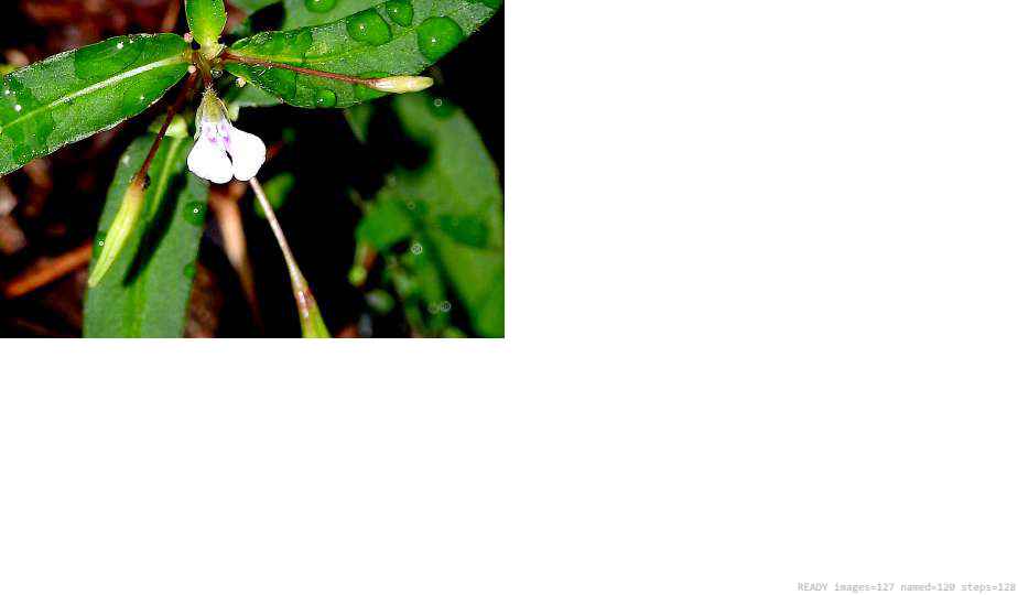 Wildlife recorded on campus during the biodiversity survey — The Dome Retreats, Madikeri, Western Ghats (survey photo 36)