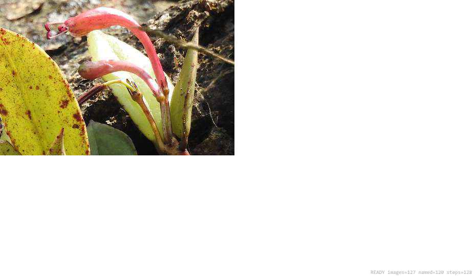 Wildlife recorded on campus during the biodiversity survey — The Dome Retreats, Madikeri, Western Ghats (survey photo 37)