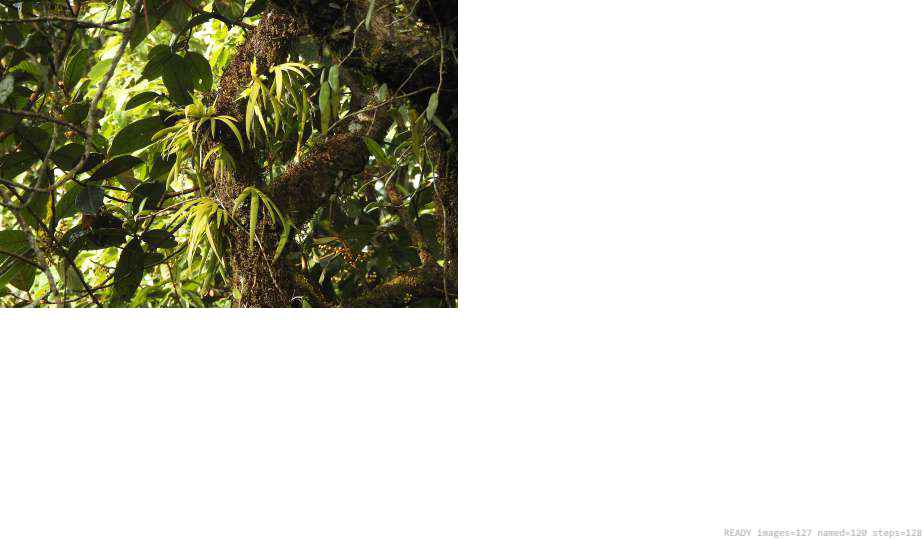 Wildlife recorded on campus during the biodiversity survey — The Dome Retreats, Madikeri, Western Ghats (survey photo 38)