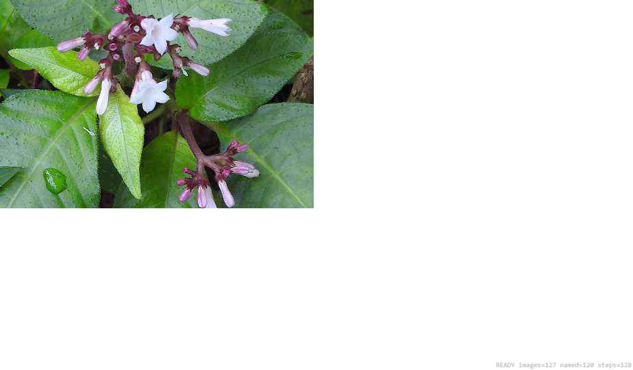 Wildlife recorded on campus during the biodiversity survey — The Dome Retreats, Madikeri, Western Ghats (survey photo 39)
