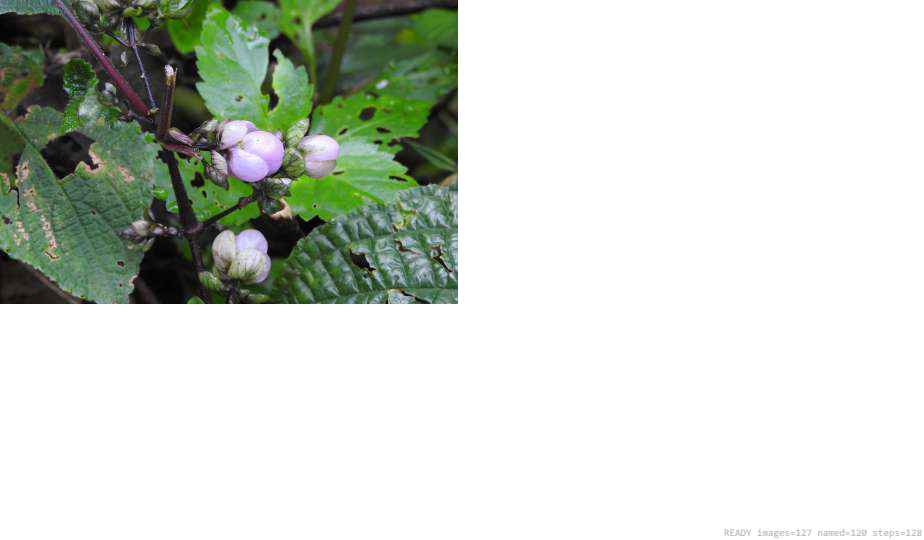 Wildlife recorded on campus during the biodiversity survey — The Dome Retreats, Madikeri, Western Ghats (survey photo 40)