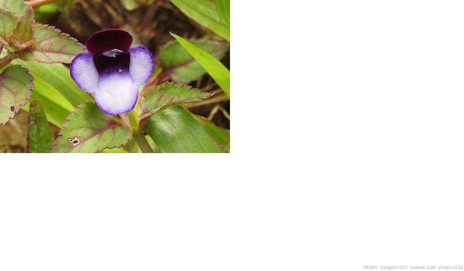 Wildlife recorded on campus during the biodiversity survey — The Dome Retreats, Madikeri, Western Ghats (survey photo 41)