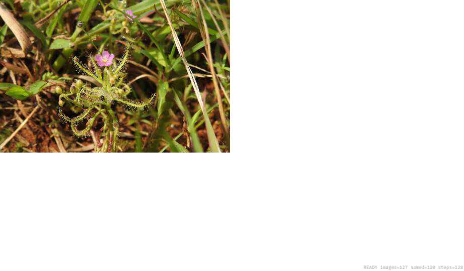 Wildlife recorded on campus during the biodiversity survey — The Dome Retreats, Madikeri, Western Ghats (survey photo 42)