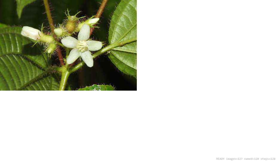 Wildlife recorded on campus during the biodiversity survey — The Dome Retreats, Madikeri, Western Ghats (survey photo 43)