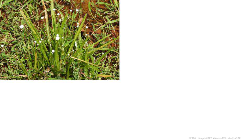 Wildlife recorded on campus during the biodiversity survey — The Dome Retreats, Madikeri, Western Ghats (survey photo 44)