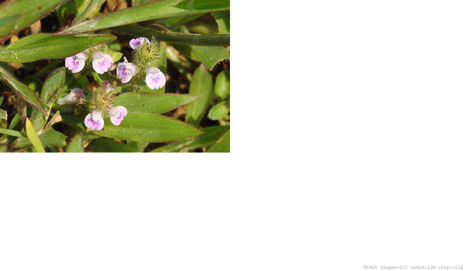 Wildlife recorded on campus during the biodiversity survey — The Dome Retreats, Madikeri, Western Ghats (survey photo 45)