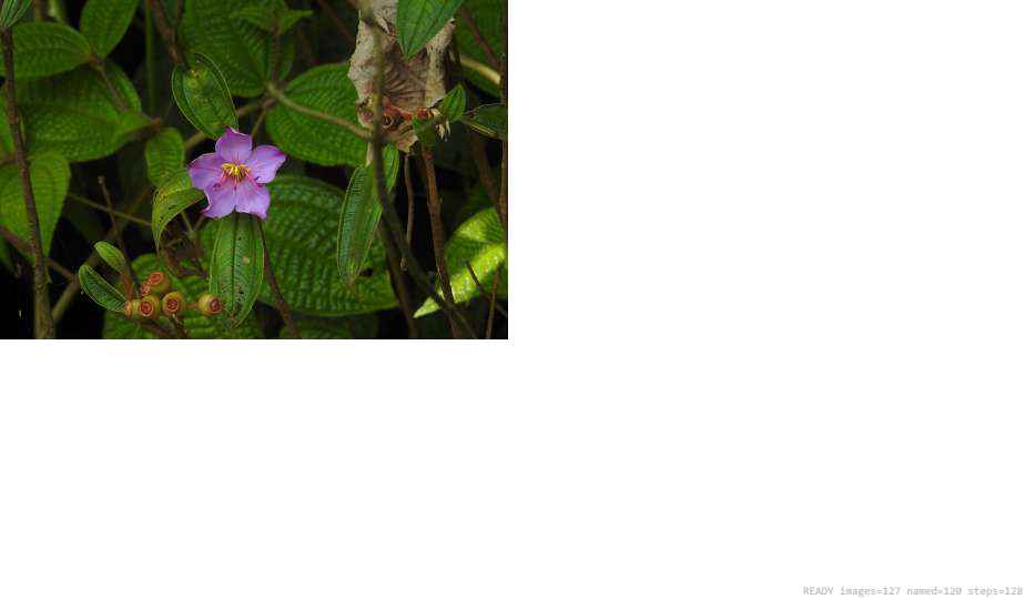 Wildlife recorded on campus during the biodiversity survey — The Dome Retreats, Madikeri, Western Ghats (survey photo 46)