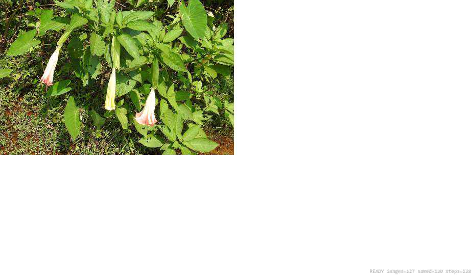Wildlife recorded on campus during the biodiversity survey — The Dome Retreats, Madikeri, Western Ghats (survey photo 47)