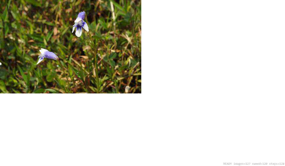 Wildlife recorded on campus during the biodiversity survey — The Dome Retreats, Madikeri, Western Ghats (survey photo 48)