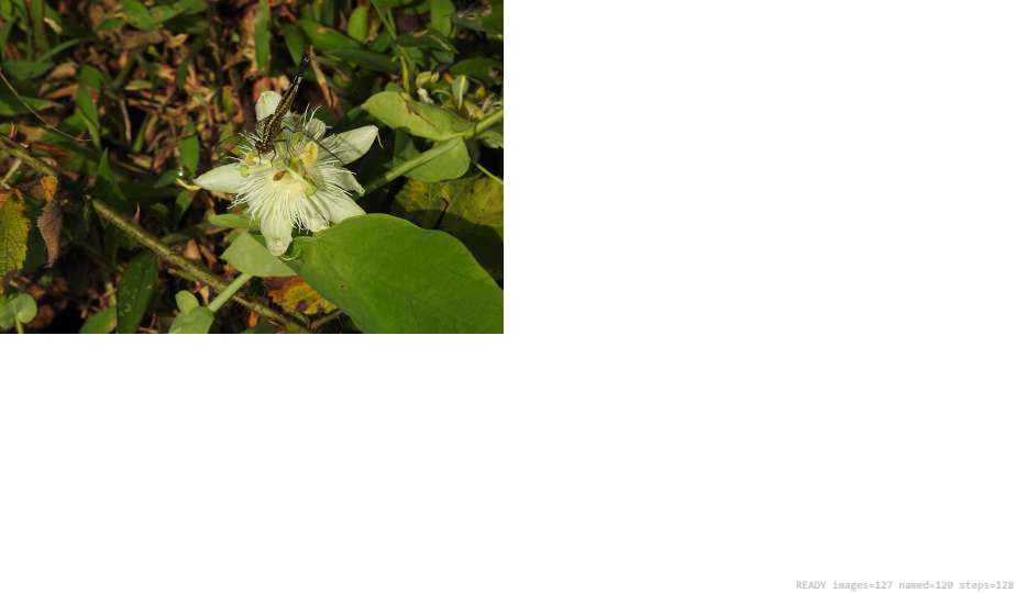 Wildlife recorded on campus during the biodiversity survey — The Dome Retreats, Madikeri, Western Ghats (survey photo 49)