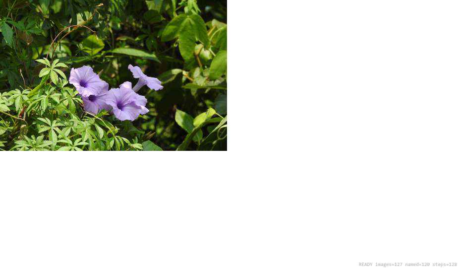 Wildlife recorded on campus during the biodiversity survey — The Dome Retreats, Madikeri, Western Ghats (survey photo 50)