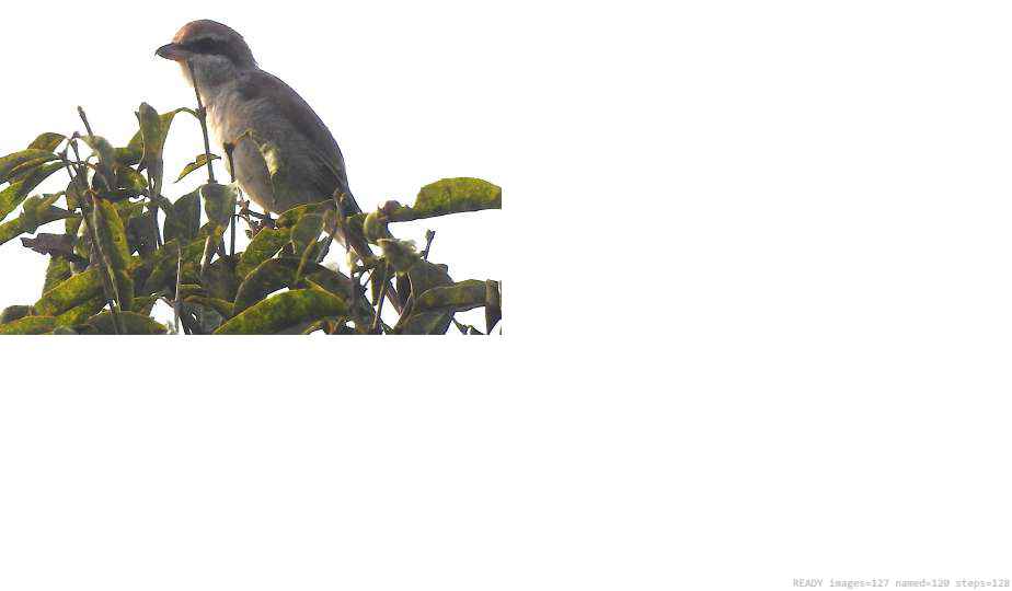 Wildlife recorded on campus during the biodiversity survey — The Dome Retreats, Madikeri, Western Ghats (survey photo 52)