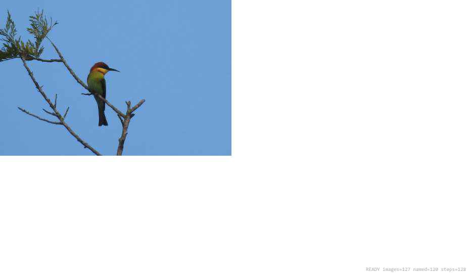 Wildlife recorded on campus during the biodiversity survey — The Dome Retreats, Madikeri, Western Ghats (survey photo 53)