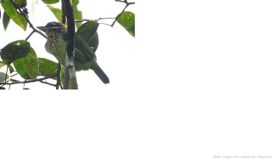 Wildlife recorded on campus during the biodiversity survey — The Dome Retreats, Madikeri, Western Ghats (survey photo 54)