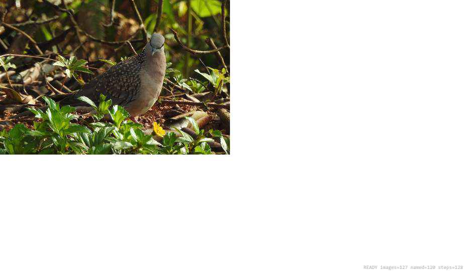 Wildlife recorded on campus during the biodiversity survey — The Dome Retreats, Madikeri, Western Ghats (survey photo 55)