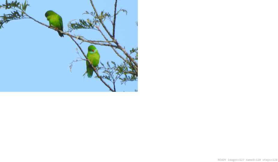 Wildlife recorded on campus during the biodiversity survey — The Dome Retreats, Madikeri, Western Ghats (survey photo 56)