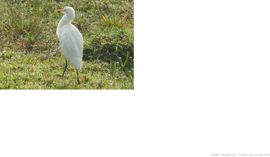 Wildlife recorded on campus during the biodiversity survey — The Dome Retreats, Madikeri, Western Ghats (survey photo 57)