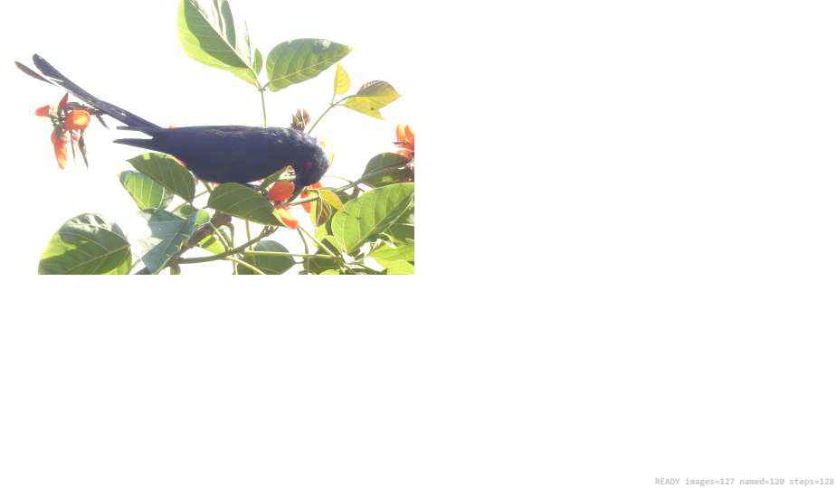 Wildlife recorded on campus during the biodiversity survey — The Dome Retreats, Madikeri, Western Ghats (survey photo 58)