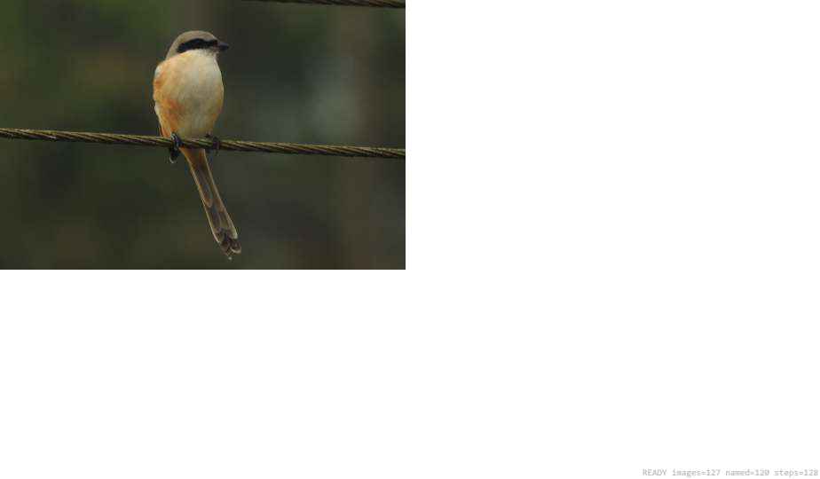 Wildlife recorded on campus during the biodiversity survey — The Dome Retreats, Madikeri, Western Ghats (survey photo 59)