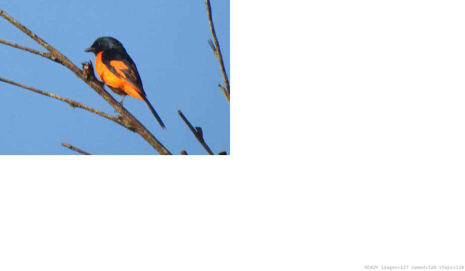 Wildlife recorded on campus during the biodiversity survey — The Dome Retreats, Madikeri, Western Ghats (survey photo 60)