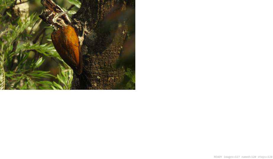 Wildlife recorded on campus during the biodiversity survey — The Dome Retreats, Madikeri, Western Ghats (survey photo 61)