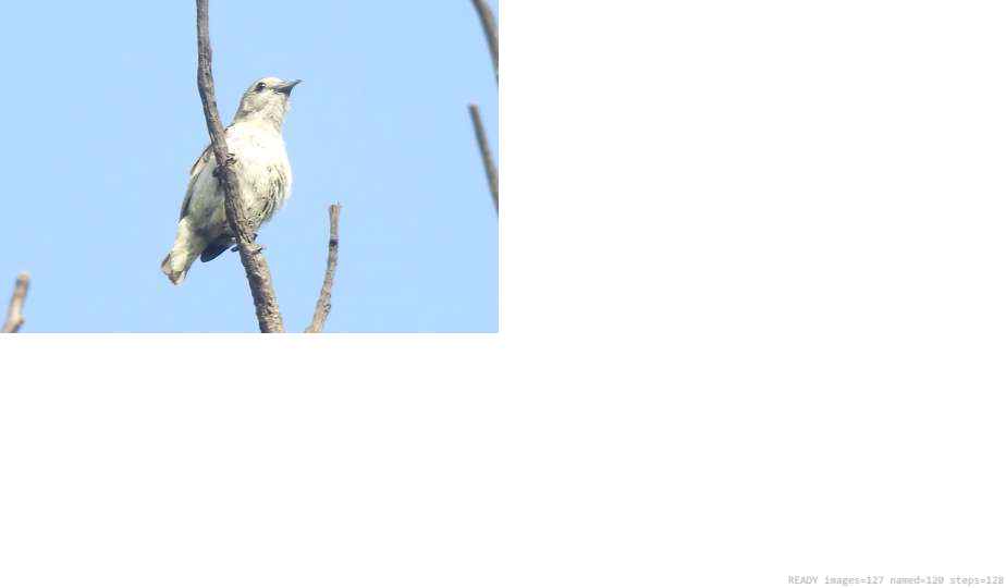 Wildlife recorded on campus during the biodiversity survey — The Dome Retreats, Madikeri, Western Ghats (survey photo 62)