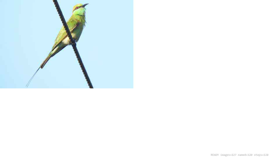 Wildlife recorded on campus during the biodiversity survey — The Dome Retreats, Madikeri, Western Ghats (survey photo 63)