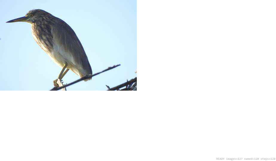 Wildlife recorded on campus during the biodiversity survey — The Dome Retreats, Madikeri, Western Ghats (survey photo 64)