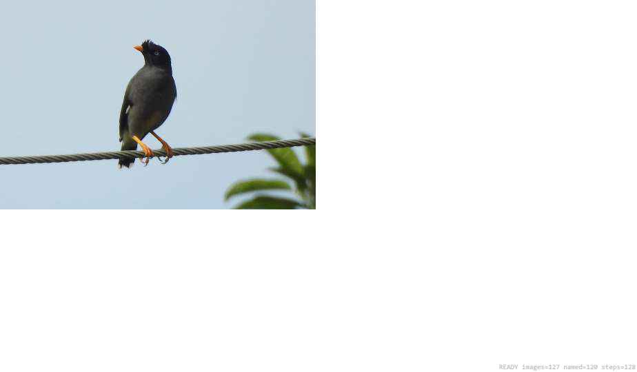 Wildlife recorded on campus during the biodiversity survey — The Dome Retreats, Madikeri, Western Ghats (survey photo 65)