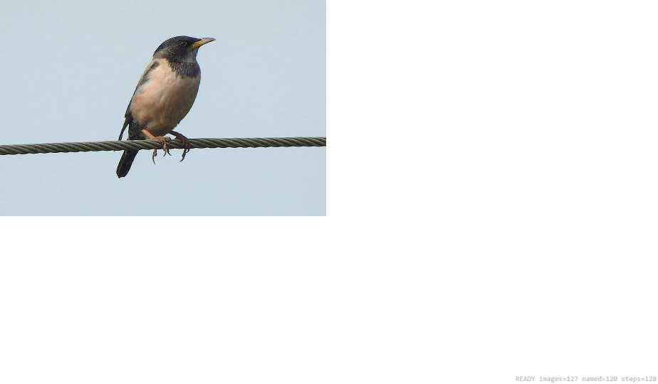 Wildlife recorded on campus during the biodiversity survey — The Dome Retreats, Madikeri, Western Ghats (survey photo 66)