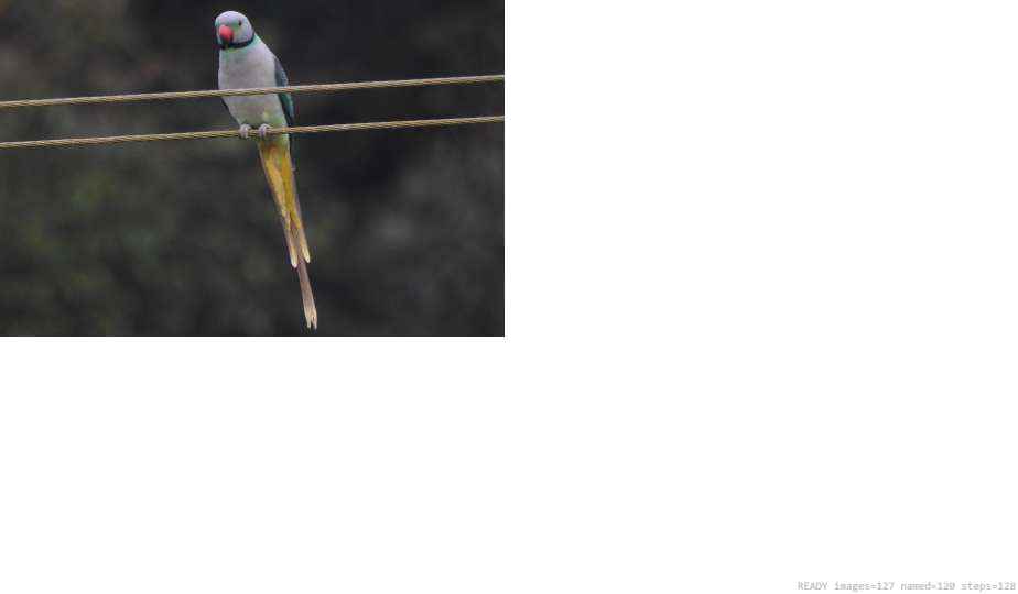 Wildlife recorded on campus during the biodiversity survey — The Dome Retreats, Madikeri, Western Ghats (survey photo 67)