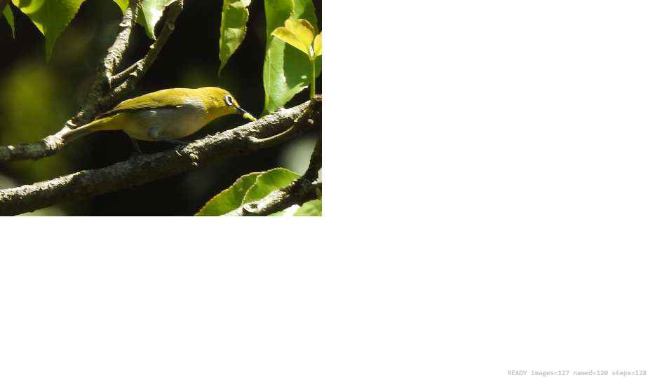 Wildlife recorded on campus during the biodiversity survey — The Dome Retreats, Madikeri, Western Ghats (survey photo 68)