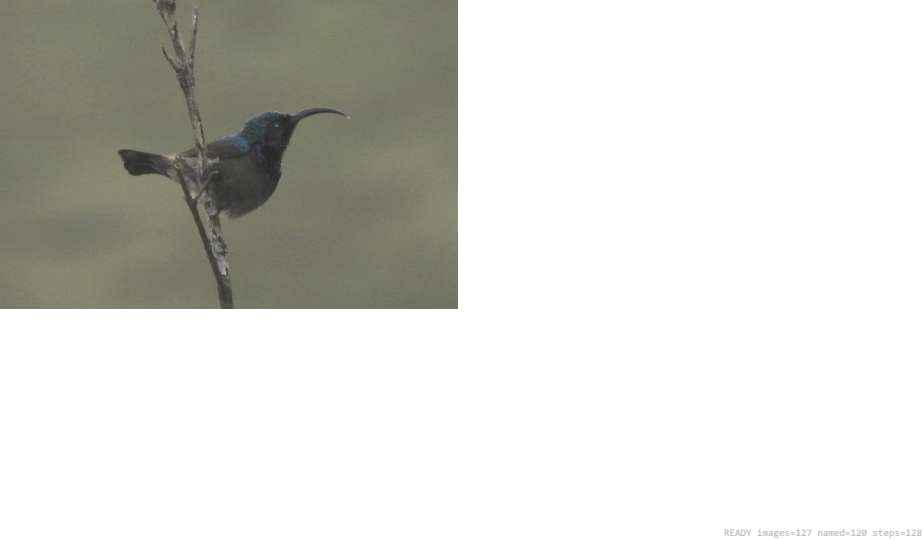 Wildlife recorded on campus during the biodiversity survey — The Dome Retreats, Madikeri, Western Ghats (survey photo 69)