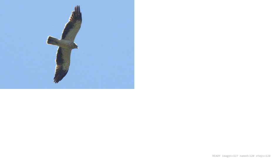 Wildlife recorded on campus during the biodiversity survey — The Dome Retreats, Madikeri, Western Ghats (survey photo 70)