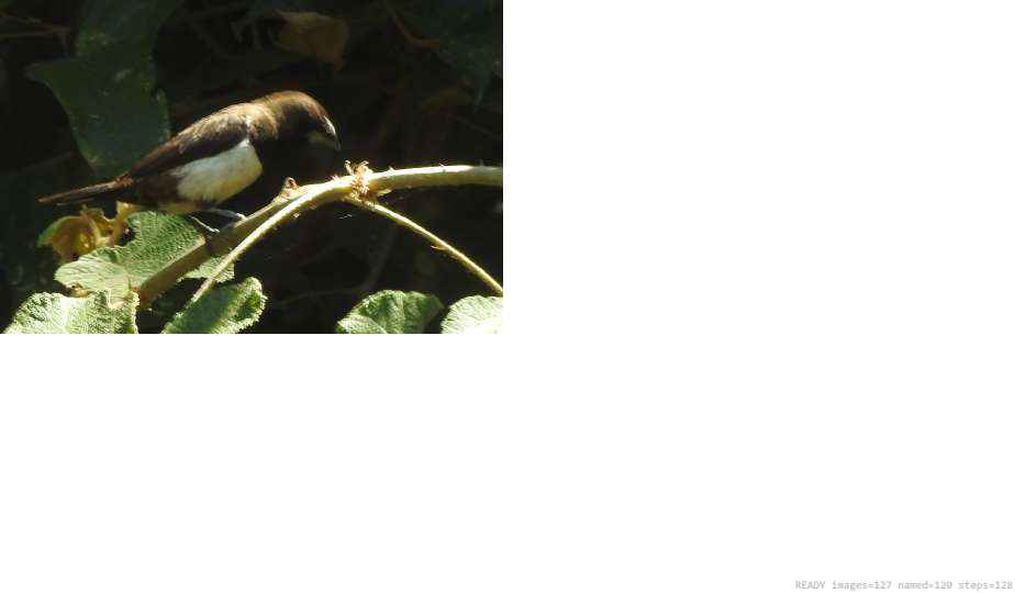 Wildlife recorded on campus during the biodiversity survey — The Dome Retreats, Madikeri, Western Ghats (survey photo 71)